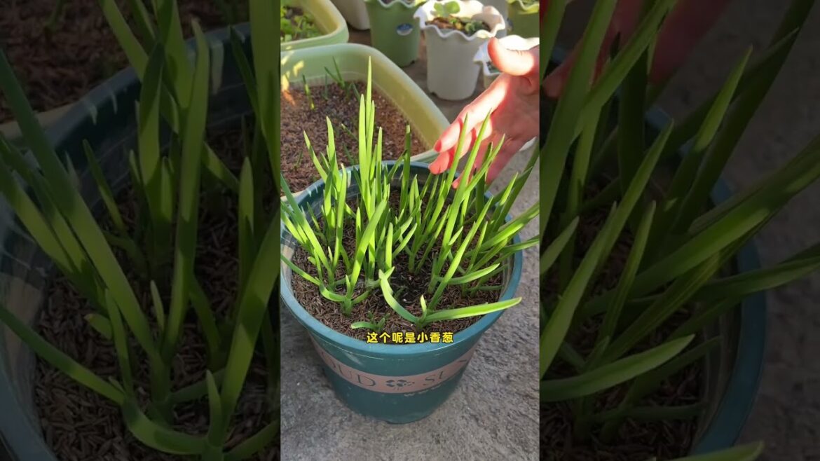 Vegetable gardening has its surprises and scares, getting up early in the morning and having some ve