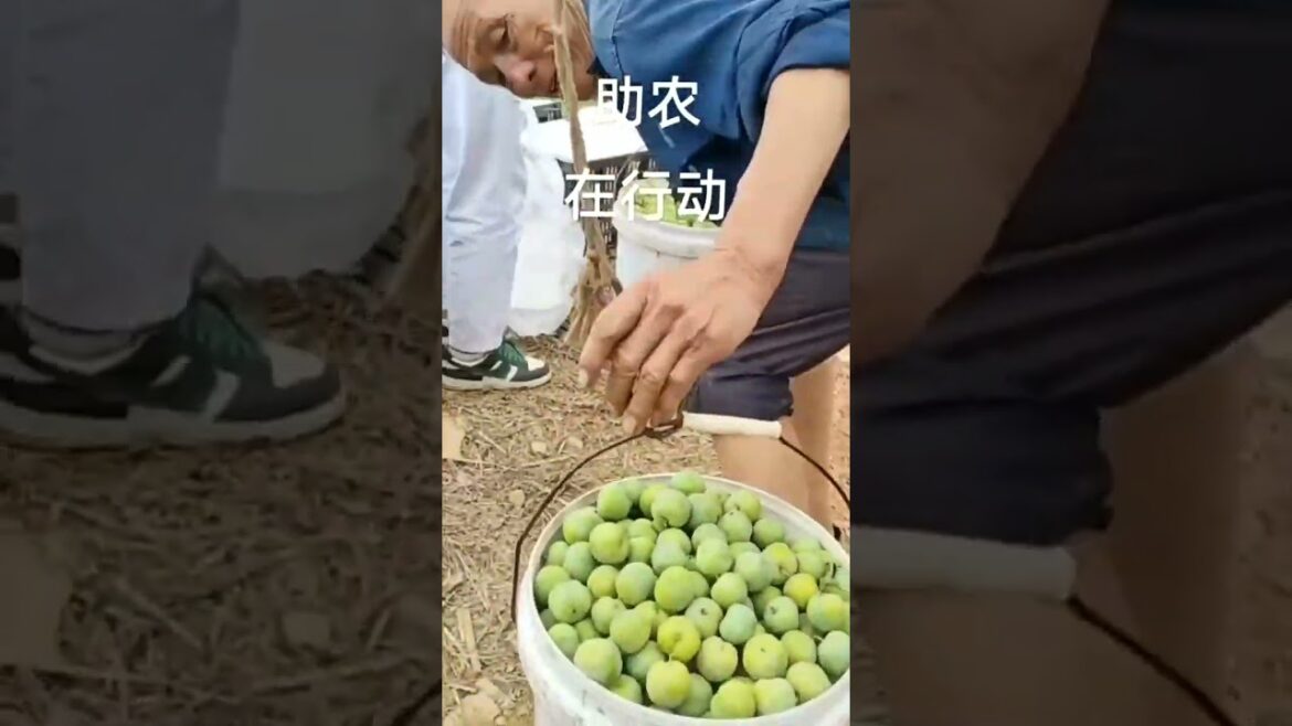 3478 🥀🍄🍌🍍🌼 #harvest #countrylife #organic #ruralphotography #countrylife