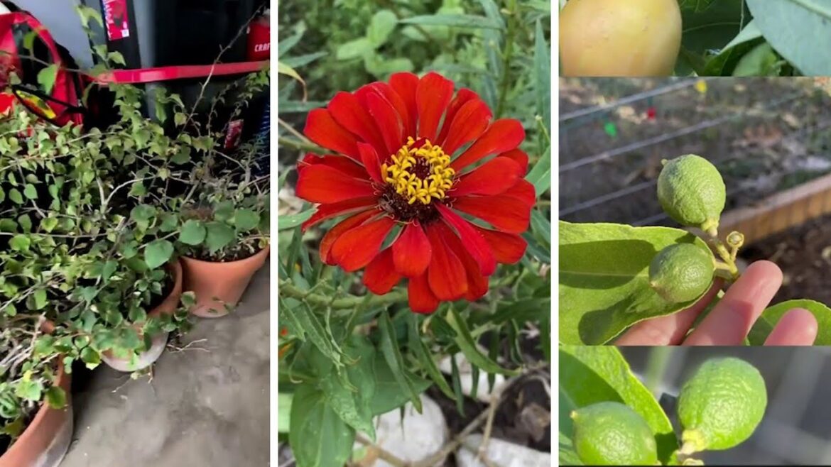 What plants need — and don’t need — protection from during hard freeze