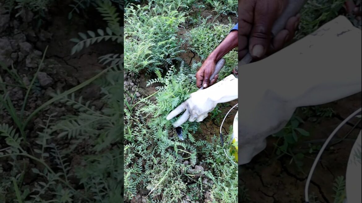 See What He Was Harvesting (Chikpea Twigs) #shorts