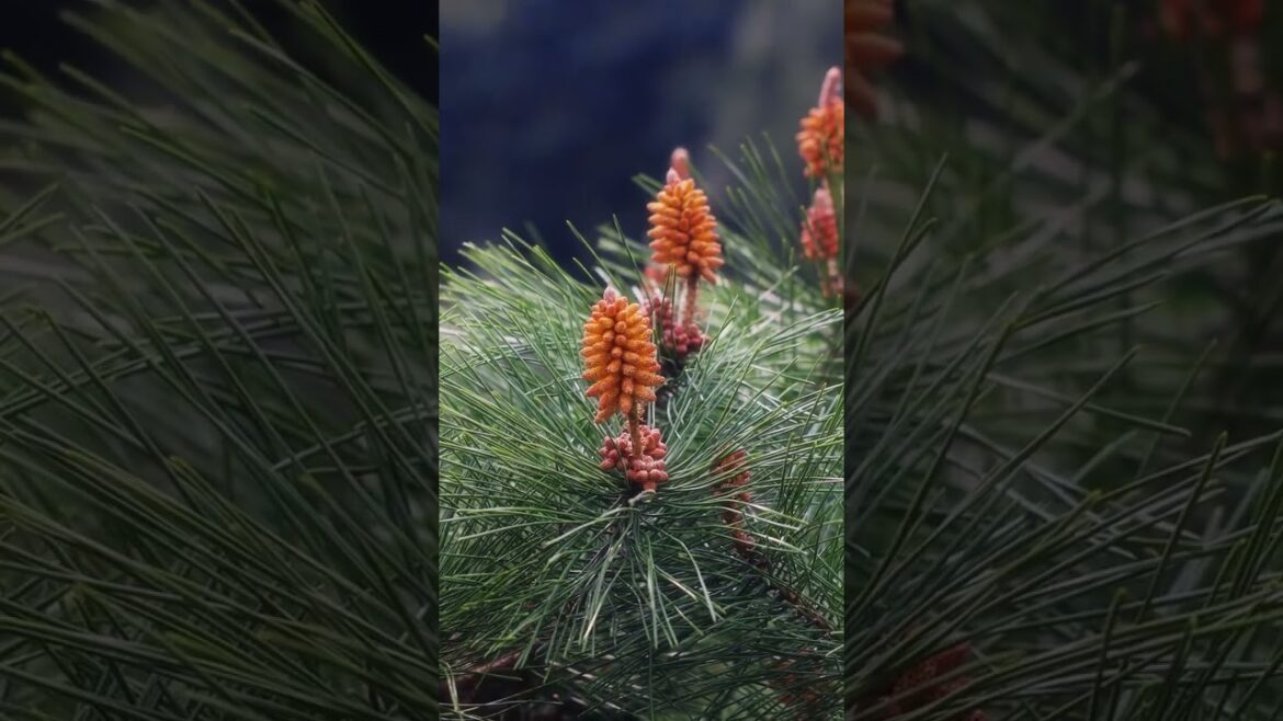 The Enchanting Red of Nature