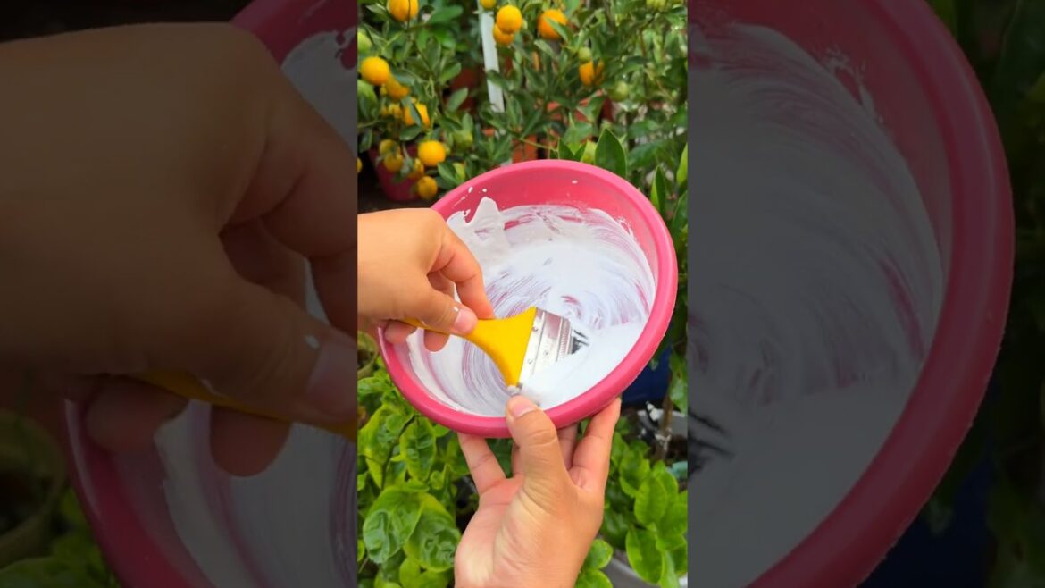 Como abonar los frutales con este metodo casero #shorts