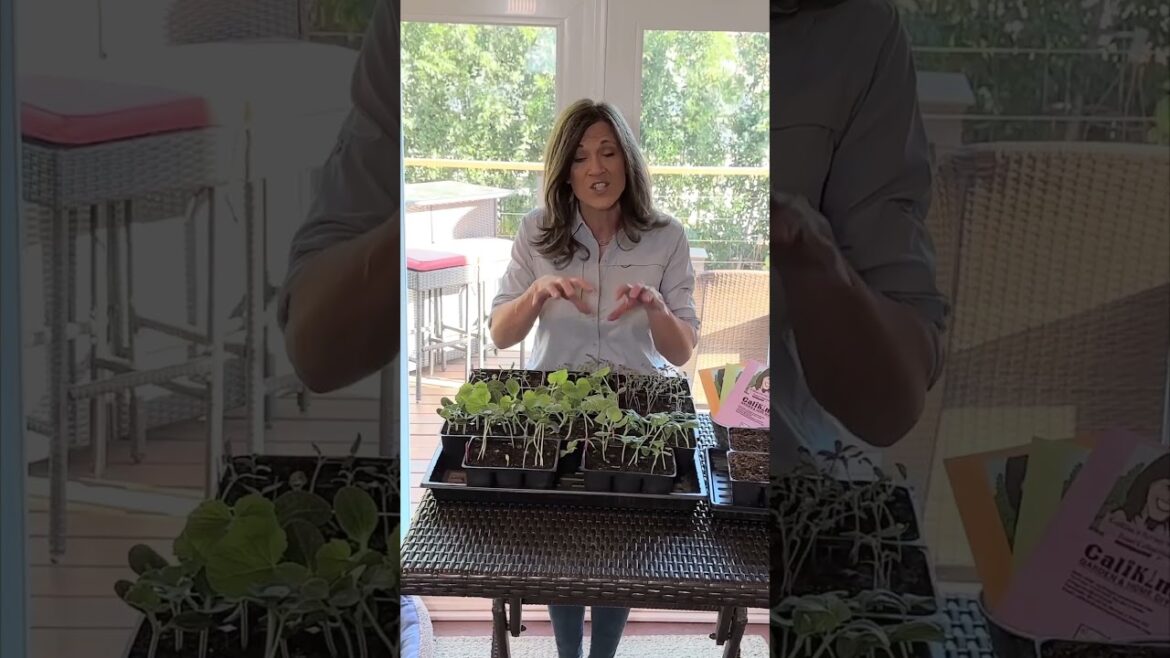 Biggest, Deadliest Squash, Cukes & Melons Growing Mistakes, P1