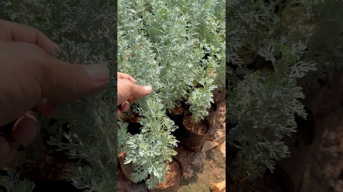 Davanam plant, how to grow growth #2024 #gardening #2021garden #flowerplant