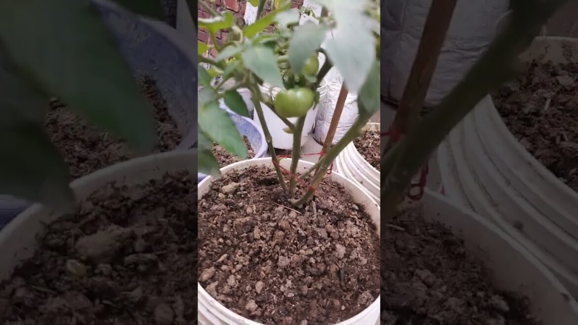 Iski maka mje hi mje #comedyvideo #short#terracegarden