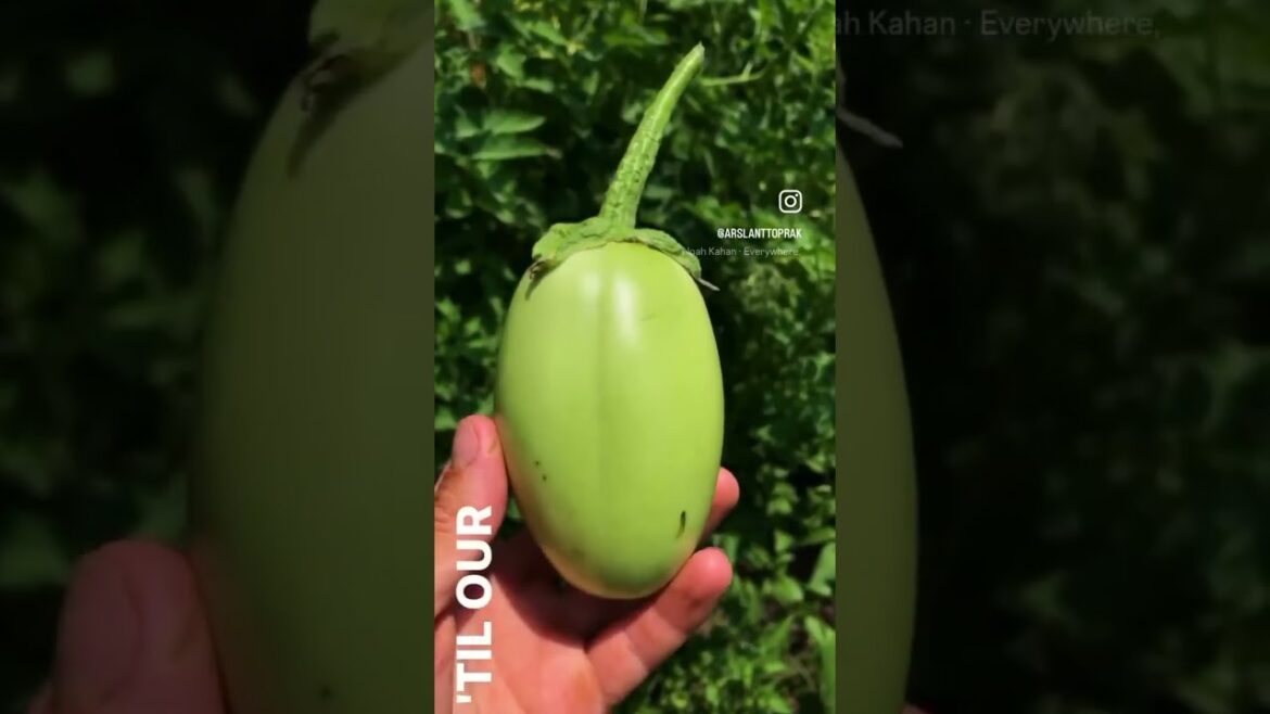 Apple Green Eggplant Seed Apple Green Eggplant Seed