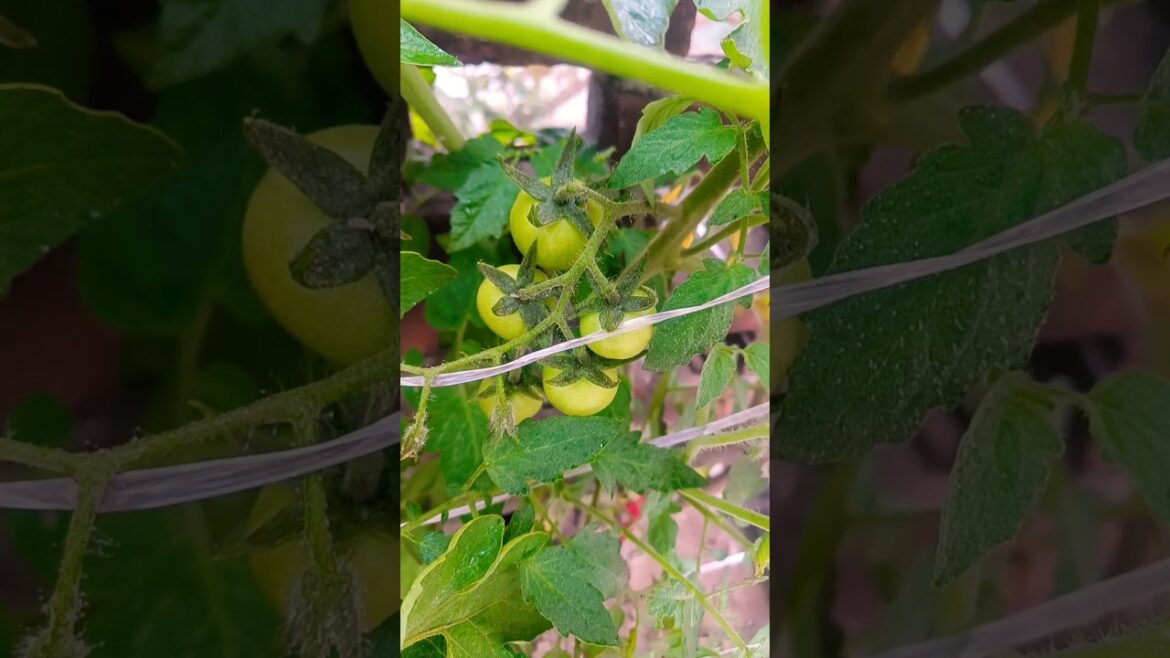 Tamatar ke paudhe mein tamatar #gardening   #homegrowntomatoes #plants #youtubeshorts
