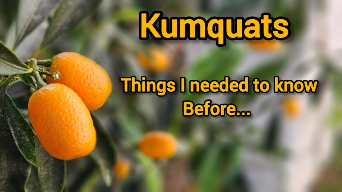 I Wish I Knew This About Kumquats