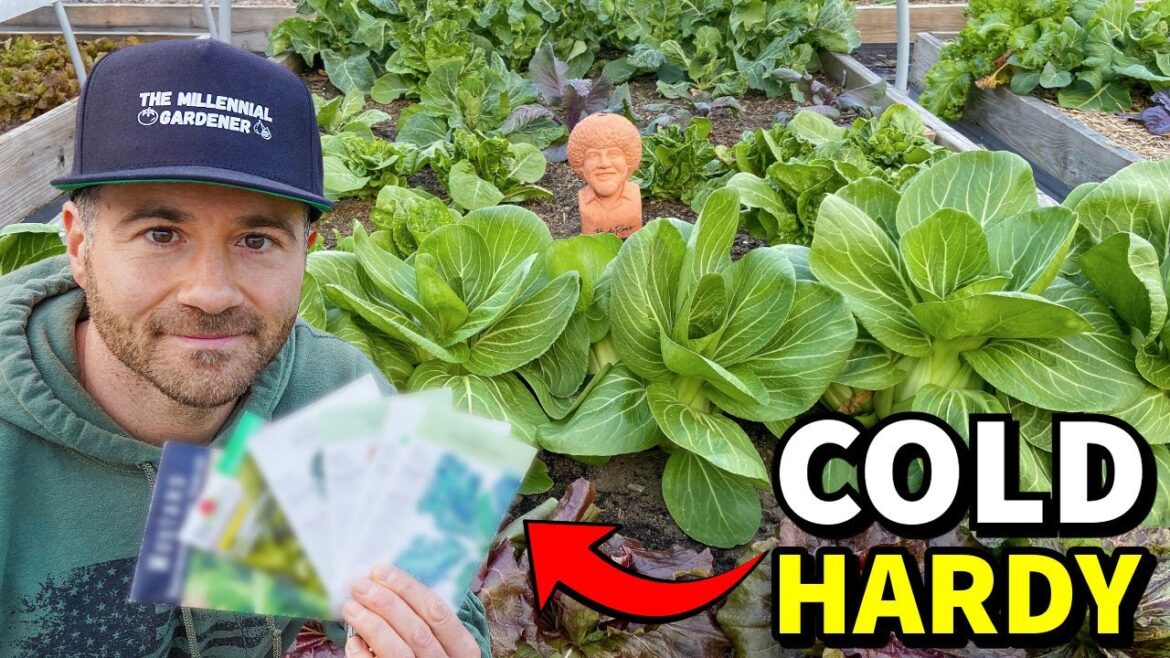 6 Extraordinary LEAFY GREENS That LOVE Cold Weather!