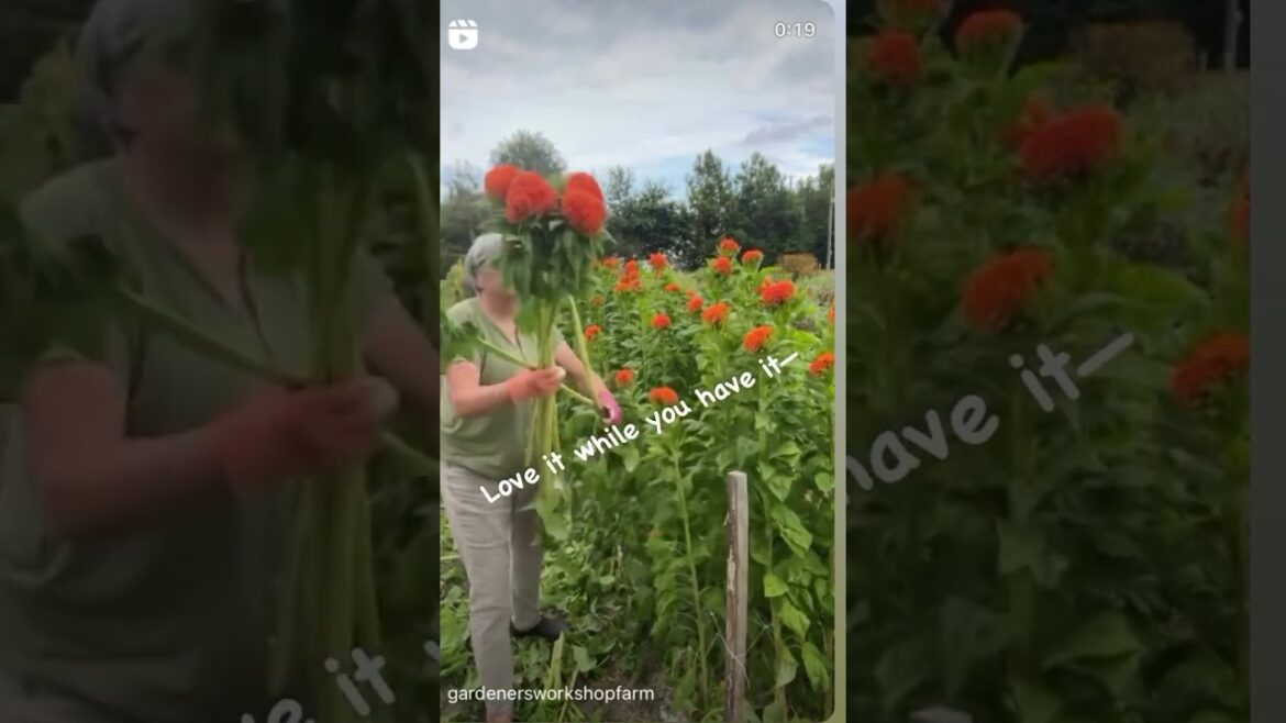 This should warm you up! Harvesting is the reward of the work