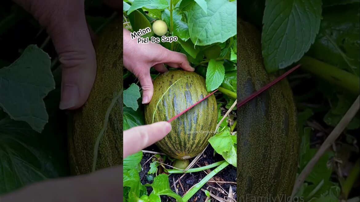 Fruit Cutting Piel De Sapo Melon 😱 #shorts #satisfying #fruit #garden #enjoy