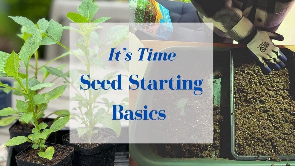 Simple Seed Starting Process + Organizing My Seed Stash  in zone 7B 📦🌱🌸 | Main St Gardener