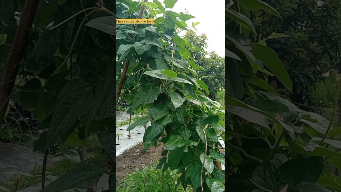 Vegetable Gardening.