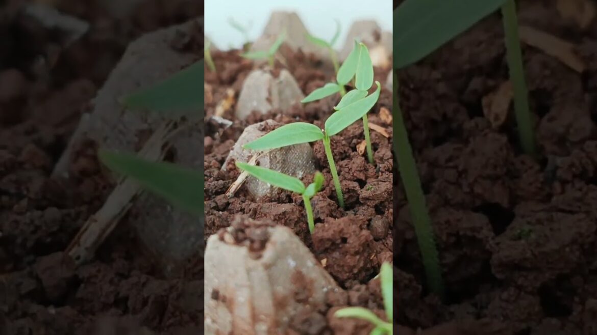 How to Grow Bell Pepper in Egg Trays from Seed. Vegetable Gardening in the Kitchen Garden