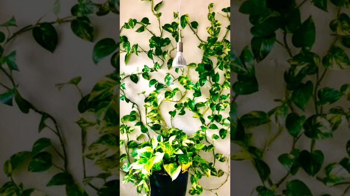 Transform Your Garden Walls with These Ideas 🏡☘️🦋🍁🌴🦜🐿️🐝🥀❤️ #gardenwall #garden #shorts