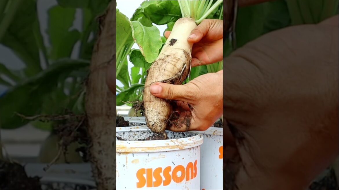 Container garden- Radish harvesting #radish #harvest #gardening #v87garden