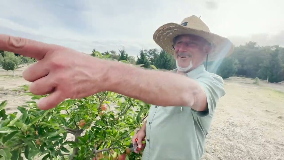 Summer pruning and netting fruit trees