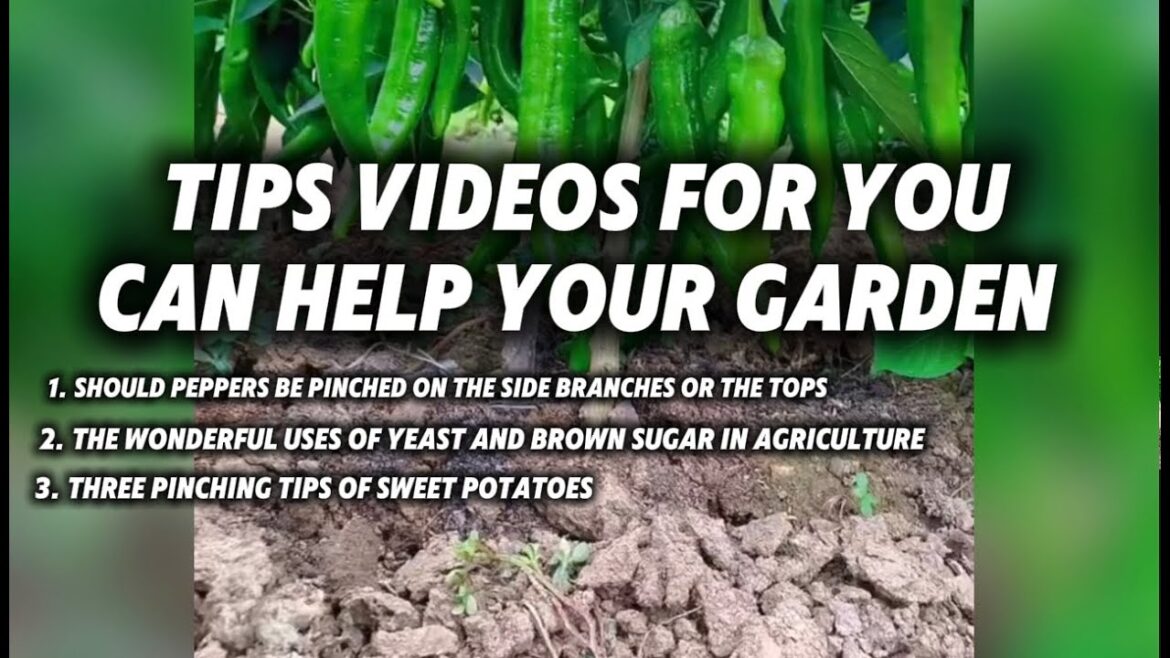 Tips Free for farmer and Gardener Tips Free for farmer and Gardener