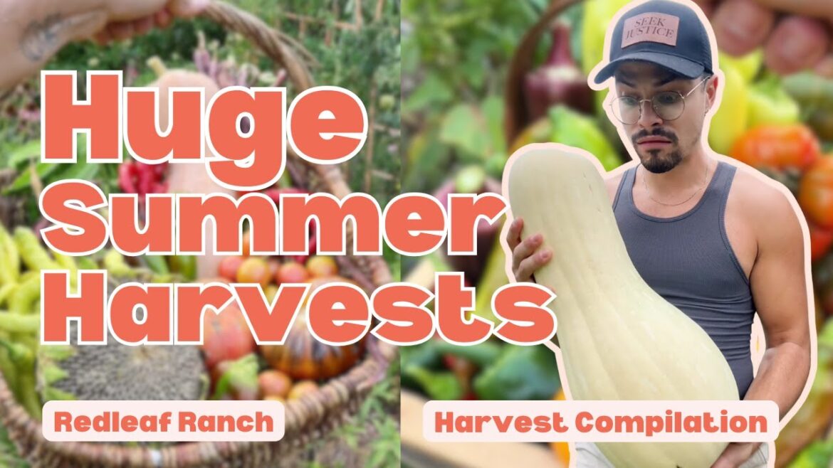 HUGE Vegetable Garden Harvests | Compilation HUGE Vegetable Garden Harvests | Compilation