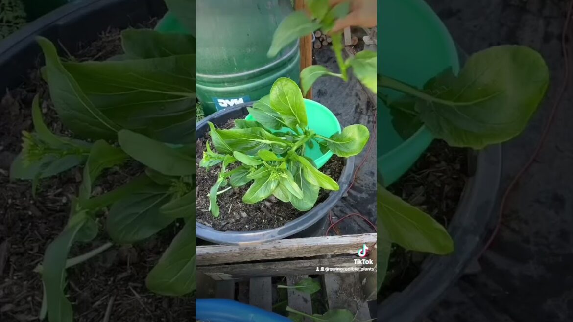 Growing ￼ vegetables in a hoop house #garden #greenhouses #growyourownfood #vegetablegardening