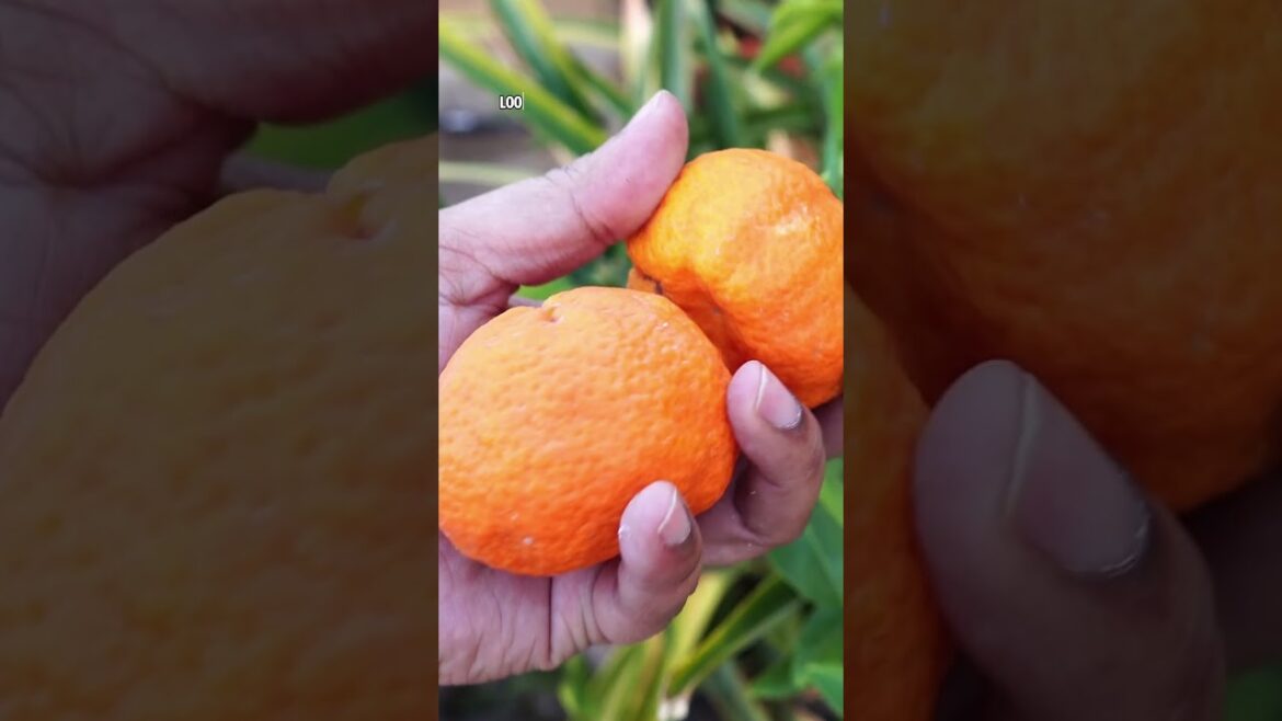 California Gardening: Growing and Harvesting Gold Nugget Tangerines: Sweet & Easy! Growing and Harvesting Gold Nugget Tangerines: Sweet & Easy!