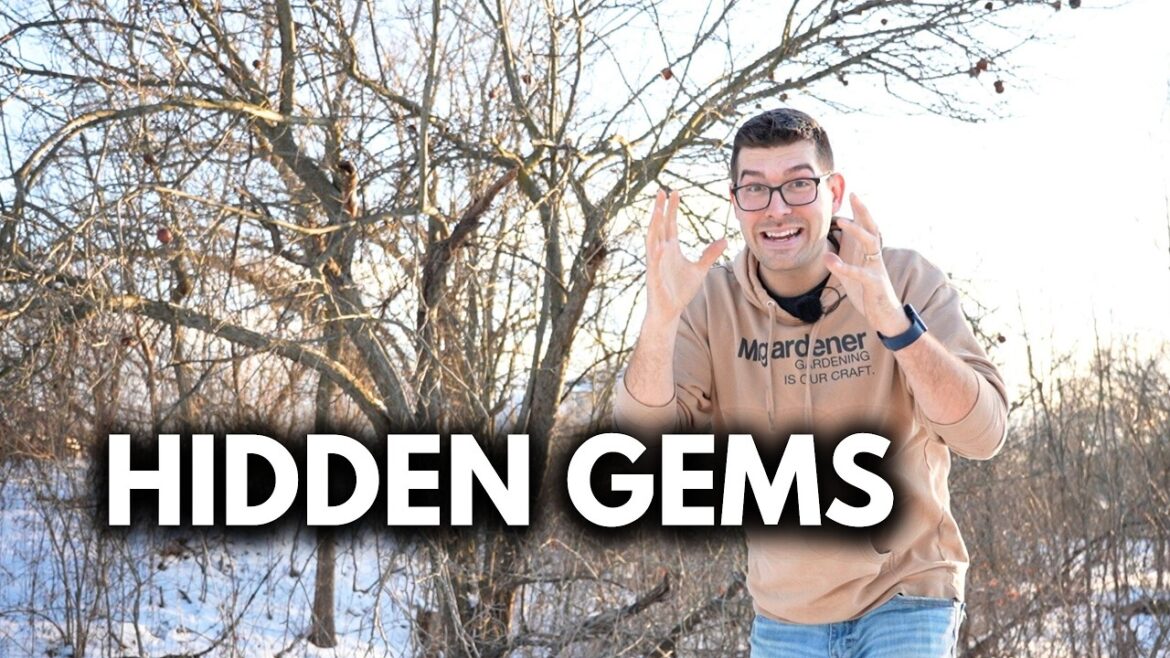 Do This NOW - Don't Miss This RARE Winter Harvest!