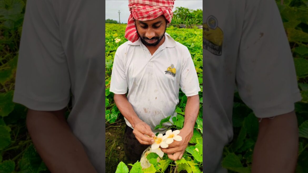 Spiny Gourd Hand Pollination: A Farmer’s Skill #shorts