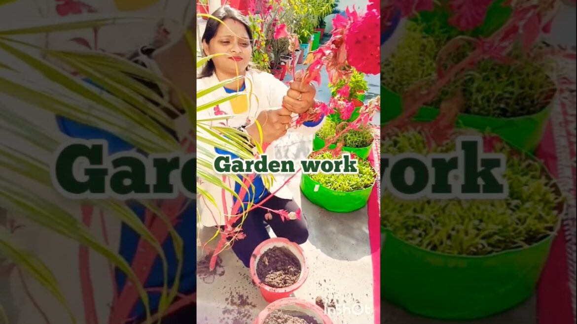 Sunday Garden Work 😄 #gardenplants #vlogs #viralshorts #gardenwork #hindigardening @Sunitakichengardening