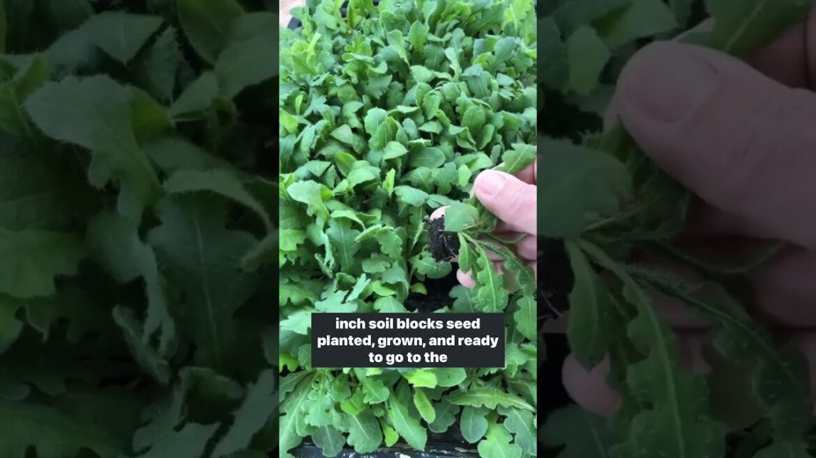 Comment BLOCKER and I’ll DM the link Comment BLOCKER and I’ll DM the link