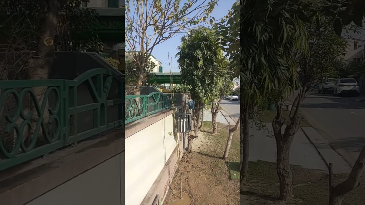 Local Pear Tree Plantation | Bago Gosha | Lahore | Pyrus communis #gardening #baghbani #tree #nature Local Pear Tree Plantation | Bago Gosha | Lahore | Pyrus communis #gardening #baghbani #tree #nature