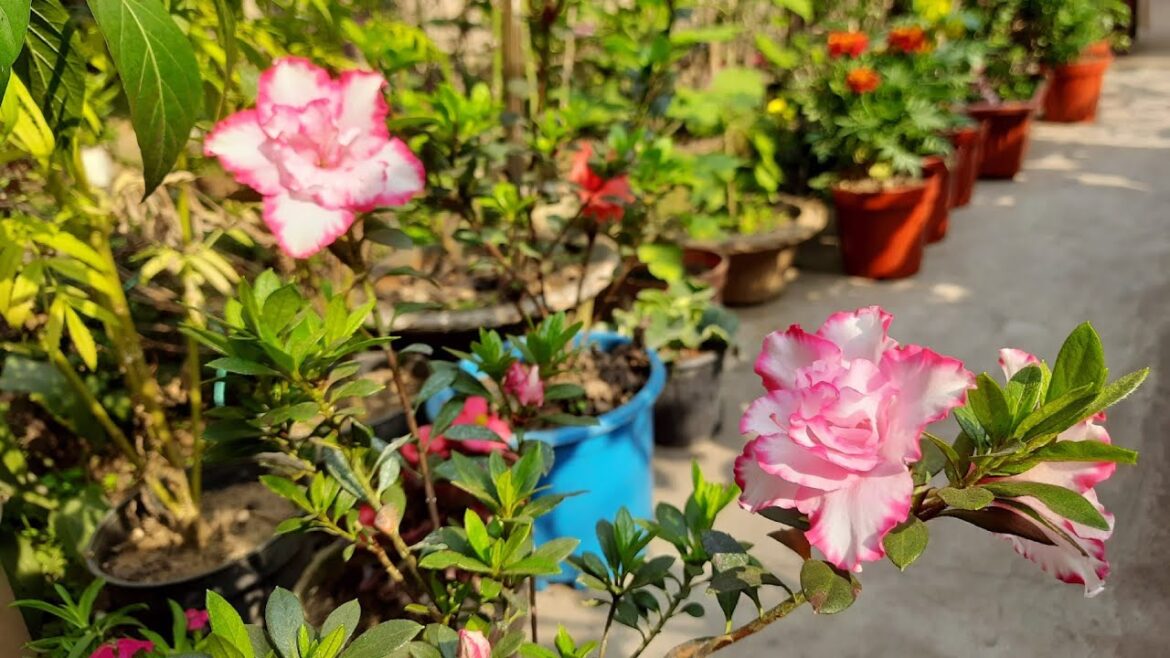 Today's bloom in my garden//winter garden//backyard garden tour//care guide #ytvideo