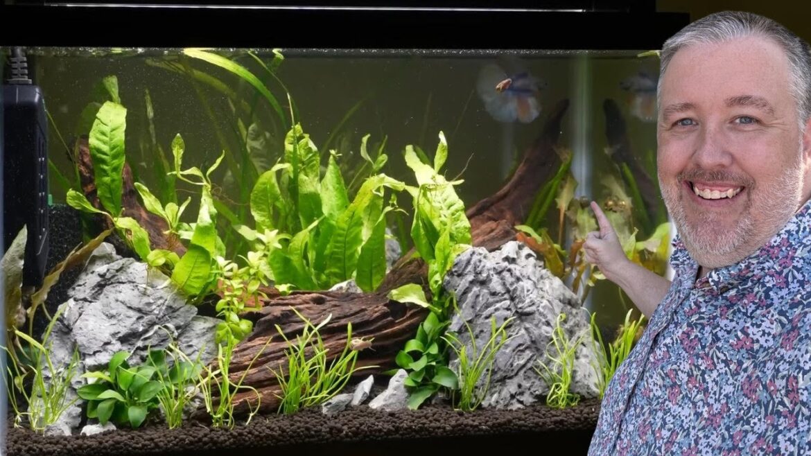 How to Grow Java Fern in an Aquarium How to Grow Java Fern in an Aquarium