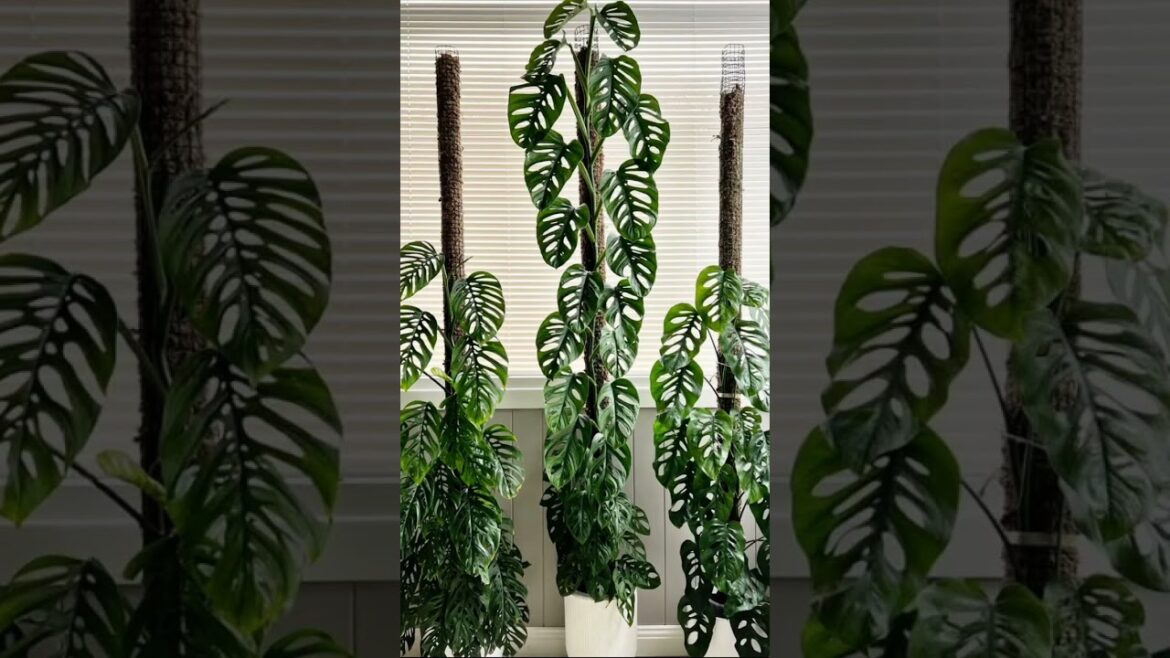 Lush interiors designs 👌🏻💚🌱🌴🌵🌳🌿#lushgreenery #shorts