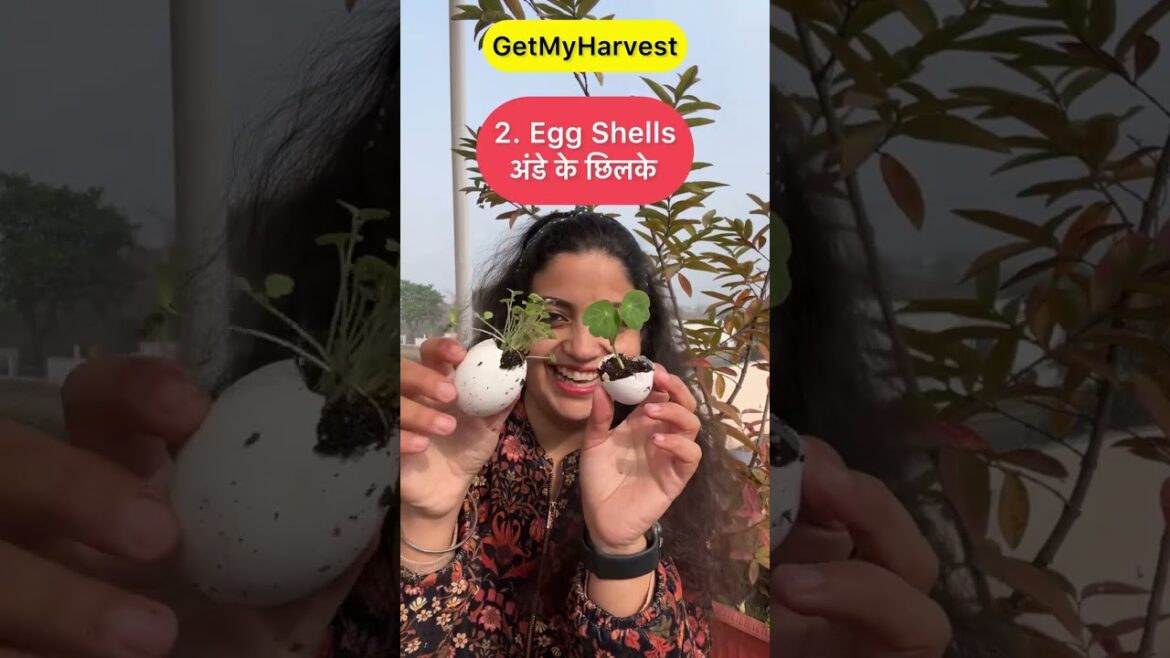 No Seed Tray No Problem | 4 Alternatives to Seed Trays | जहां चाह वहां राह #getmyharvest No Seed Tray No Problem | 4 Alternatives to Seed Trays | जहां चाह वहां राह #getmyharvest