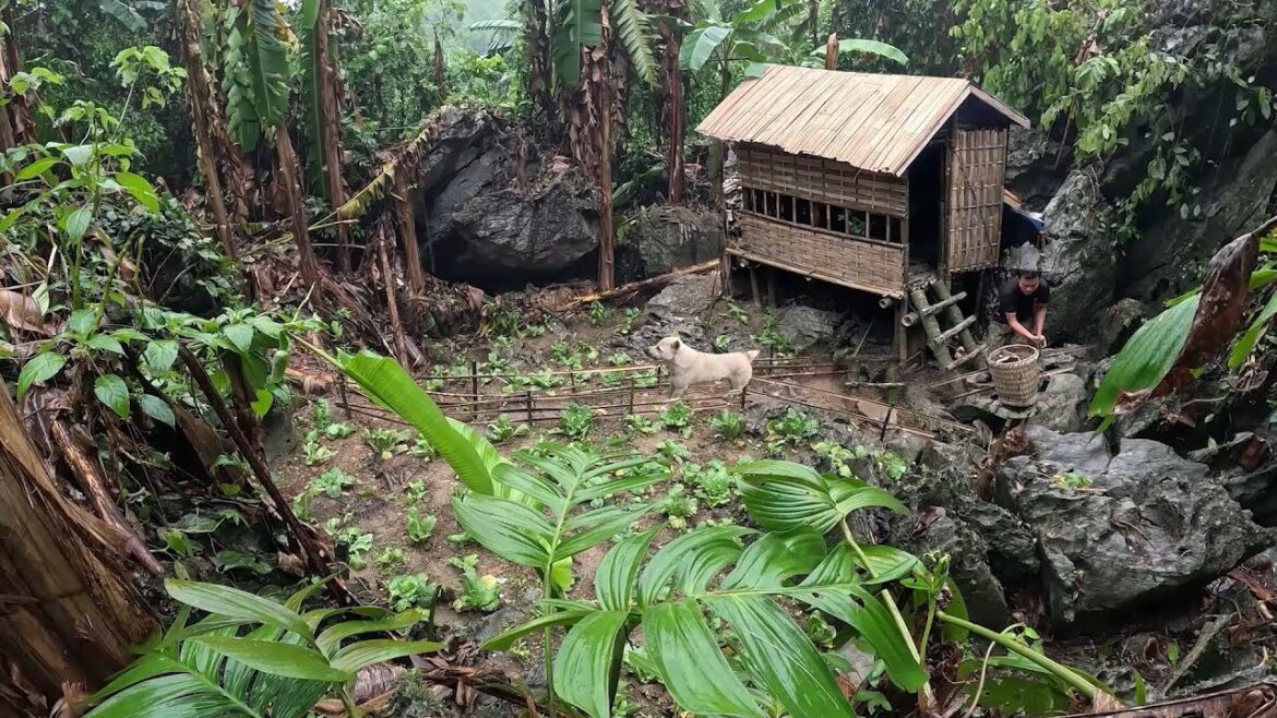 Full video: Small house and vegetable garden in the wilderness, wilderness alone, Mah survival