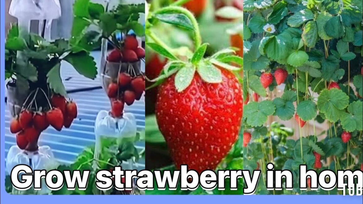 How to strawberry plant in plastic bottles okay channel#Tamu garden tips How to strawberry plant in plastic bottles okay channel#Tamu garden tips