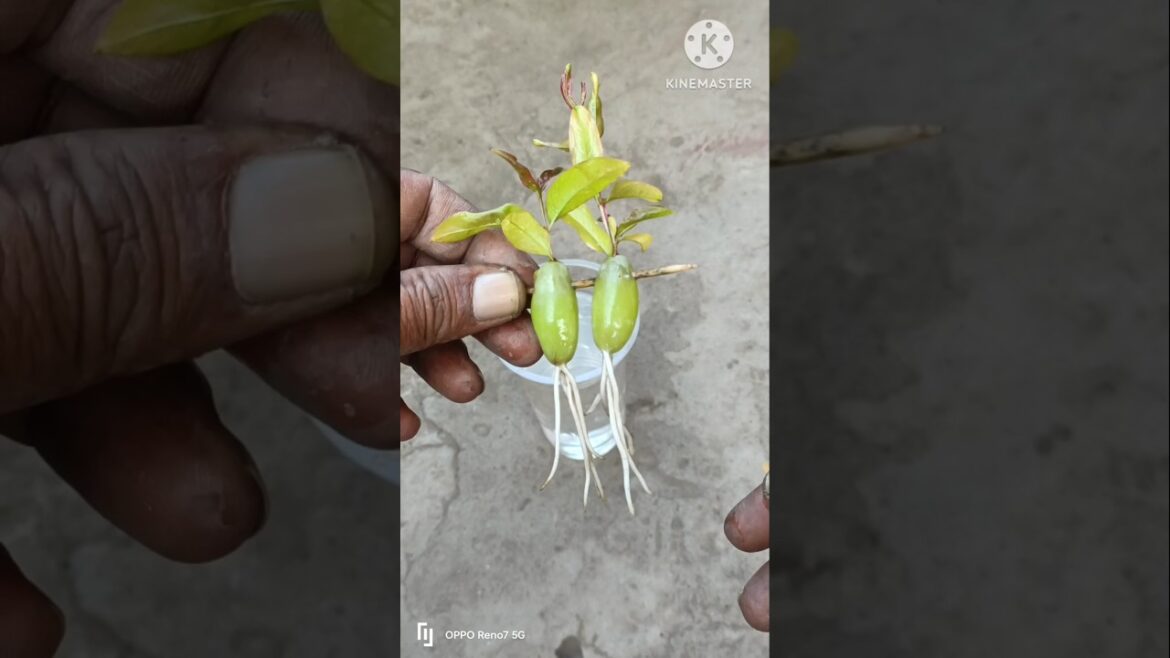 How to grow grapes at home#shorts#fruit#viral#shortsvideo#shortsvideo