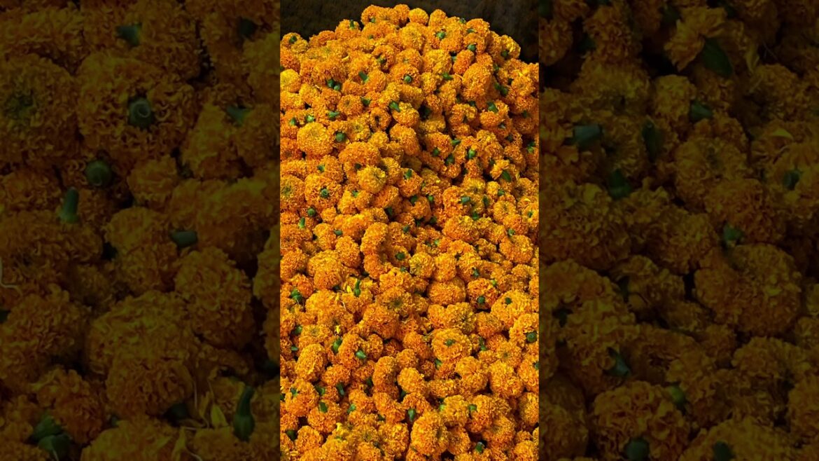 Seasonal flower #nature #shorts #shortvideos #ytshorts #yt #ytshort #youtubeshorts #trending #trends Seasonal flower #nature #shorts #shortvideos #ytshorts #yt #ytshort #youtubeshorts #trending #trends