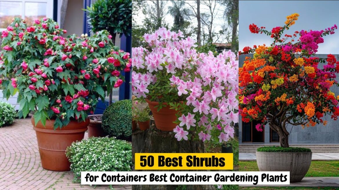 50 Best Shrubs for Containers Best Container Gardening Plants 50 Best Shrubs for Containers Best Container Gardening Plants