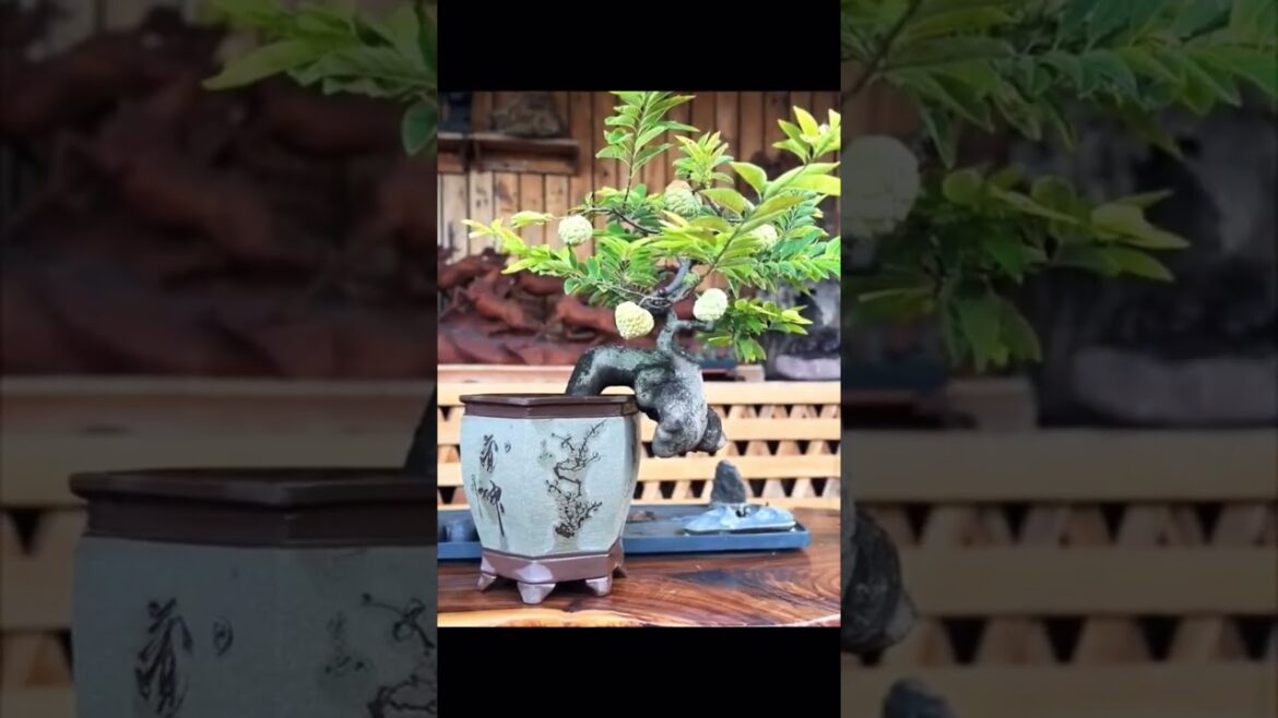 Fruits Tree #bonsaitree #bonsaiideas #indoorplants #flowers #pottedplants #garden #plants #bonsai