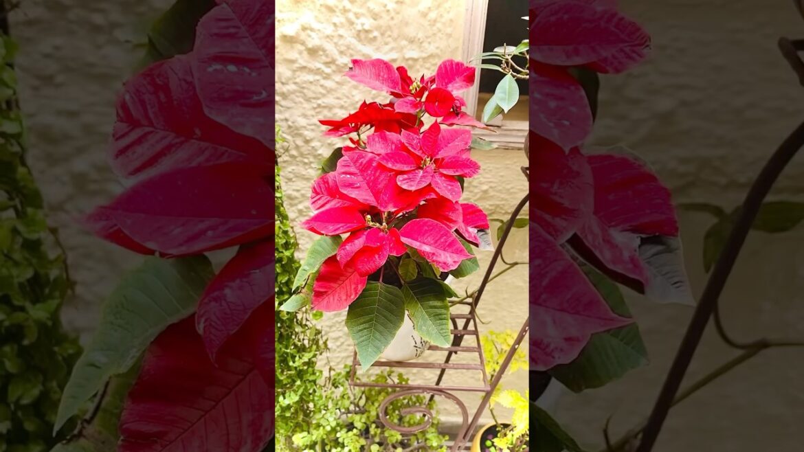 My decorative plants #trending #flowers #garden#youtubeshorts