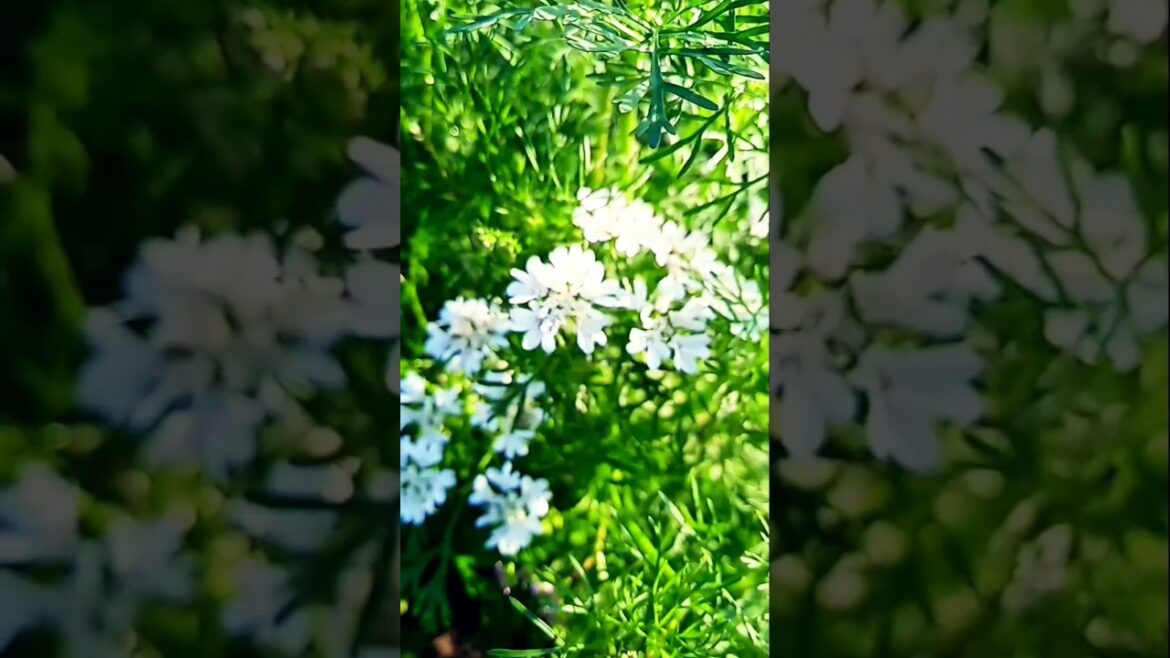 The Rural Farmers Revolutionizing Agriculture#shorts #shortsfeed #shortsvideo