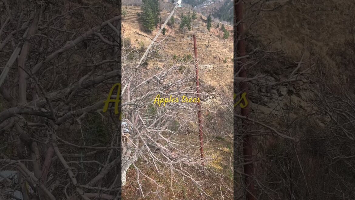 Apples Garden/trees in Reoth Kotkhai | Mr Amit Chauhan#shorts #viralshorts #appletrees Apples Garden/trees in Reoth Kotkhai | Mr Amit Chauhan#shorts #viralshorts #appletrees