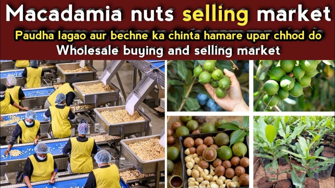 Macadamia nuts plant nursery | macadamia plant | 816 macadamia nuts | macadamia tree