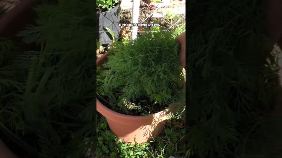 California Gardening: Growing and Harvesting Dill Leaves from Your Garden! Growing and Harvesting Dill Leaves from Your Garden!