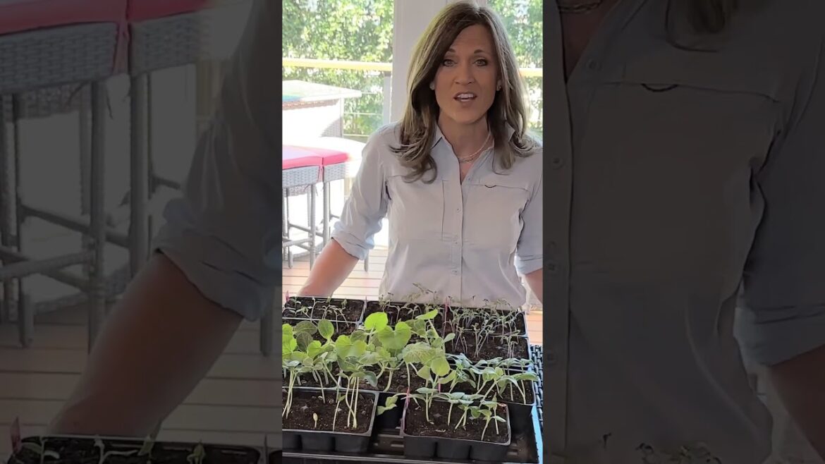 When CAN we plant cucurbits?