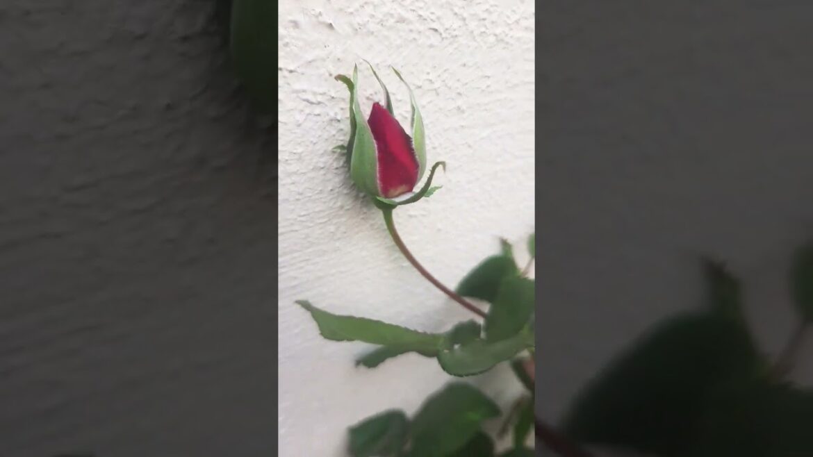 The Shorts Grading Scam: Exposing the Trend #trending