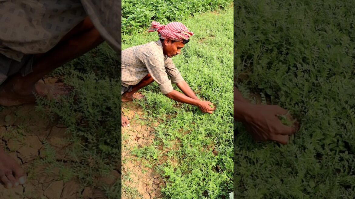 Leafy Vegetable Harvesting (Chick Pea) #shorts