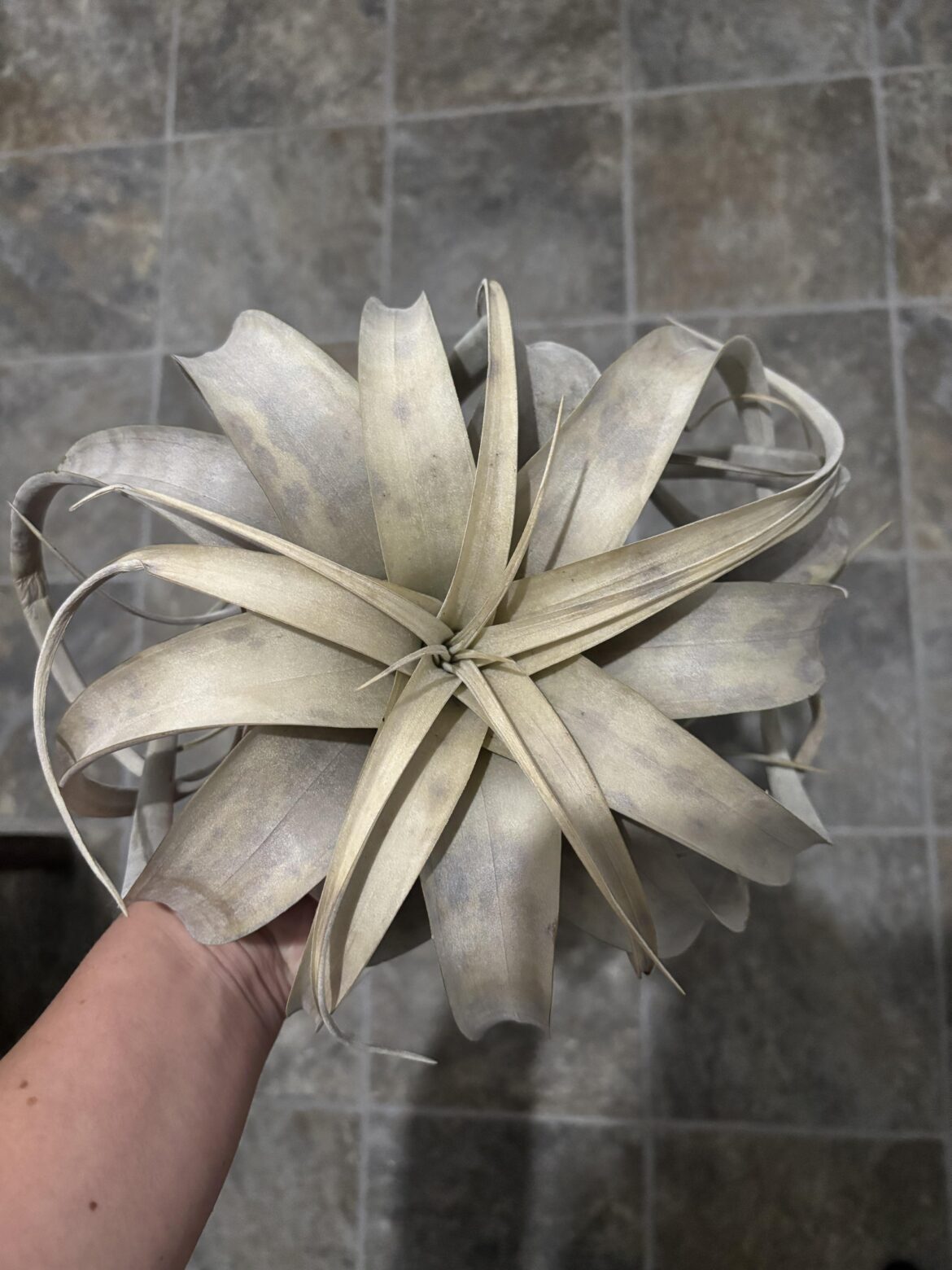 does anyone know what the spots/discoloration are? does anyone know what the spots/discoloration are?