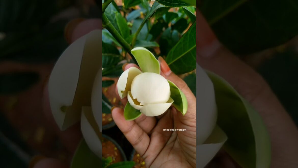 కోడిగుడ్డు సంపెంగి Egg champak flower harvesting in terrace garden #vegetablesgarden #harvest కోడిగుడ్డు సంపెంగి Egg champak flower harvesting in terrace garden #vegetablesgarden #harvest